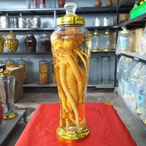 Đinh lăng ngâm rượu