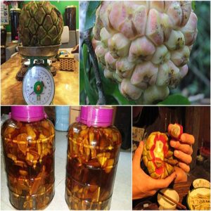 na rừng ngâm rượu 1